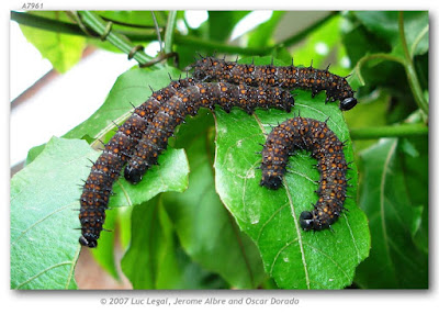 Mariposa juno oscura (Dione juno)