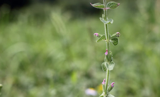 Annual Clary Sage