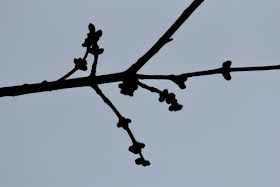 red maple buds getting ready to burst