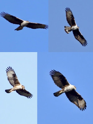 Bonelli's Eagle