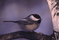 Small Birds Of North America