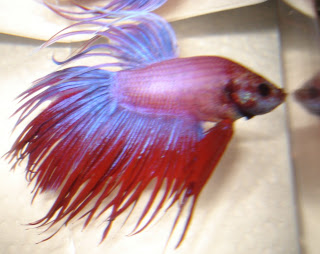 crowntail betta splenden