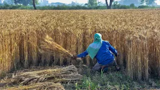 Maharashtra farmers to get Rs 12,000 annually under ‘Kisan Samman Nidhi’
