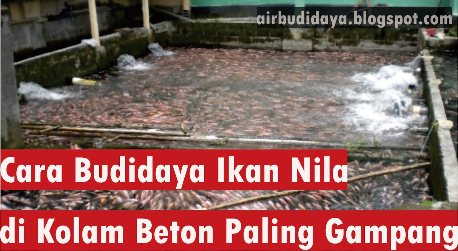 Cara Budidaya Ikan Nila Di Kolam Beton Paling Gampang