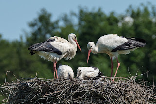 Wildlife Naturfotografie Nikon Weißstorch
