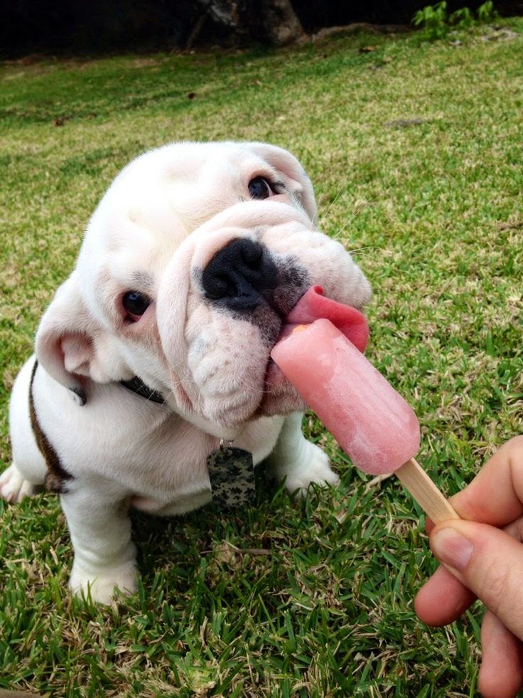 puppy enjoying a popsicle