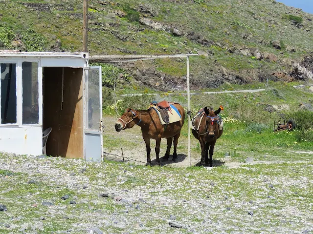 Donkeys by the trail from Fira to Oia