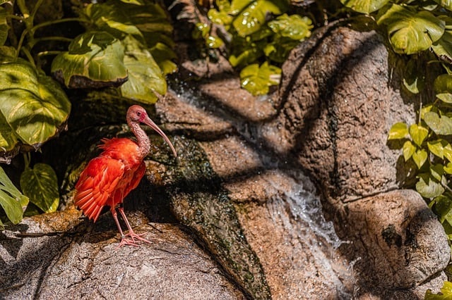 Scarlet Ibis bird at the zoo