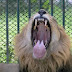 Man killed by lion after entering enclosure at zoo: 'The animal attacked' 