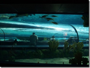 You can see the tunnels under the water.