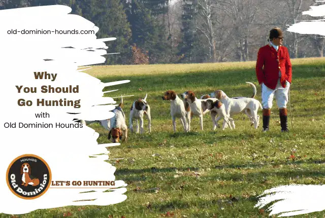 Why You Should Go Hunting with Old Dominion Hounds