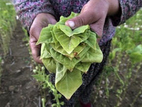 tobacco settlement