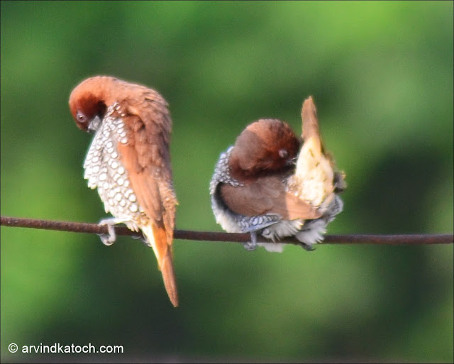 Pair, Scaly-breasted Munia, Munia, Spotted Munia, Tiny Bird,