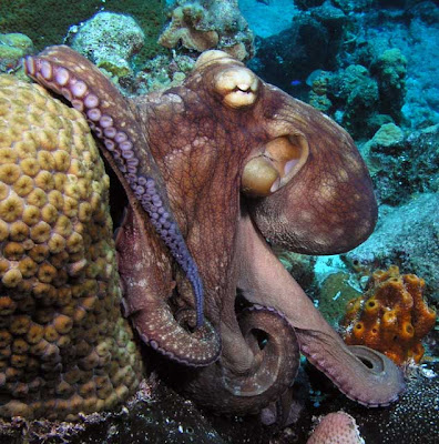 Octopus Picture