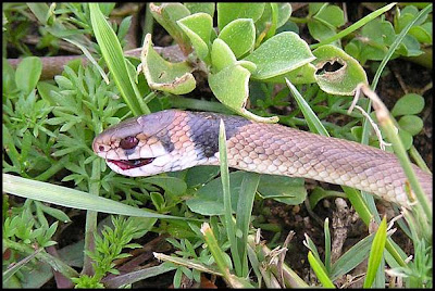 ... Valley Backyard Nature: #54 Eastern Brown Snakes in