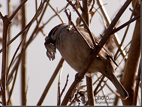 bird_20120313_pilfink
