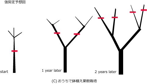 詳説 鉢植えブルーベリーの育て方 おいしい鉢植え果樹の栽培育て方 自宅を果樹園に