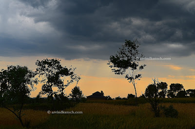 Palampur, Beautiful, Field, Clouds, Himachal