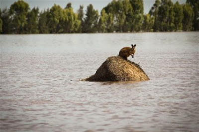 Try this headline on for size.....................................                                   "AUSTRALIA FACES 'BIBLICAL' FLOODS"