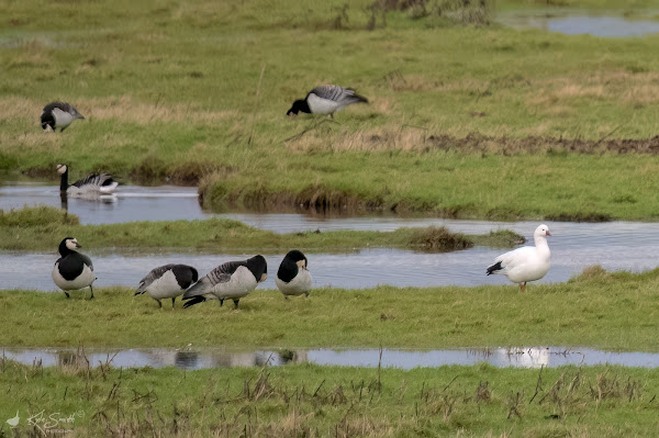 Ross's goose