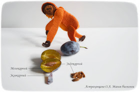 stroenie-ploda-okoloplodnik-jekzokarpij-mezokarpij-jendokarpij-kostjanka-sliva-orangutan