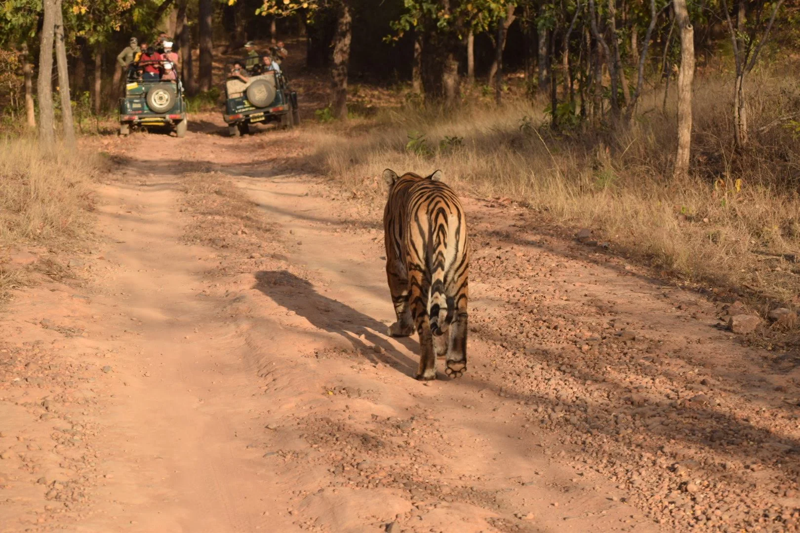 Bandhavgarh National Park - Wildlife Retreat