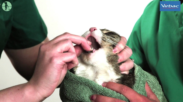 Cerita Yna: Pengalaman Merawat Kucing Cirit Birit (Bawa ke 
