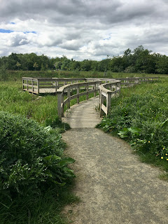 A wooden walkway in the middle of marshy land.