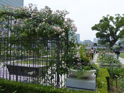 【大阪市北区】中之島公園のバラ園