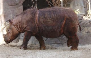 sumatran rhinoceros