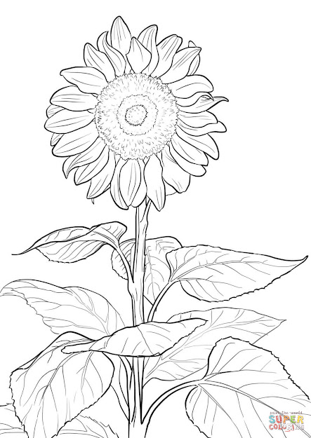 Click The Sunflower Coloring Pages To View Printable Version Or Color It  Online Patible With Ipad And Android Tablets