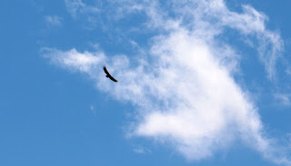 A very large bird of prey that flew over