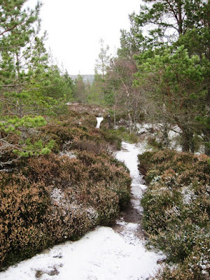 The path on Craigendarroch, Deeside