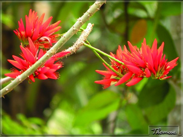kerala flower