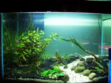  Aquarium  Cantik Ini Cocok Untuk Hiasan di Meja  Kerja 