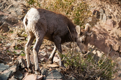 Waterton Canyon Bighorn Sheep