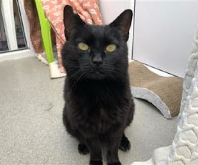 black cat staring into camera waiting for forever home