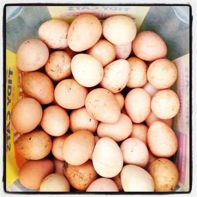 Bucket of guinea fowl eggs.