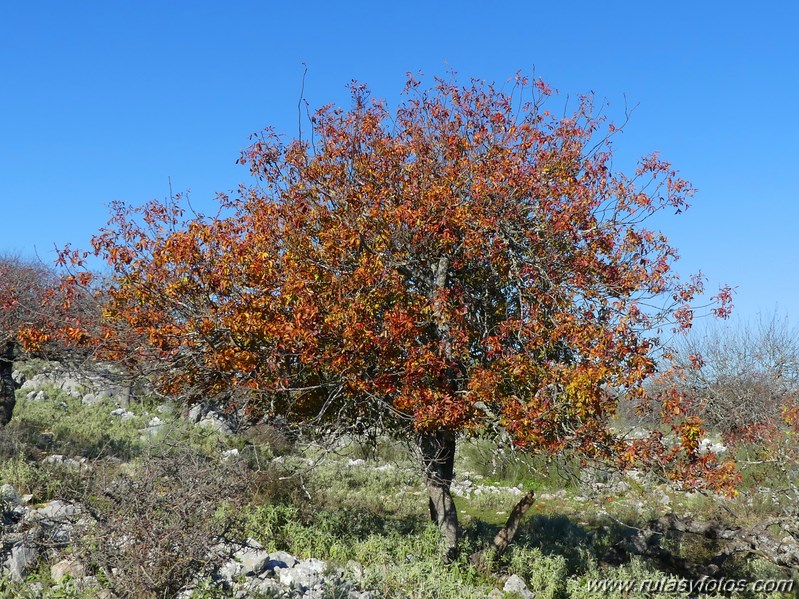 Cornicabral de Mures