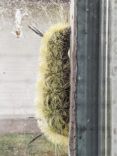 Caterpillar Of The American Dagger Moth