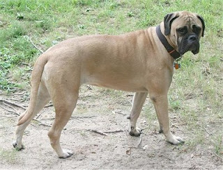 Bullmastiff Photos