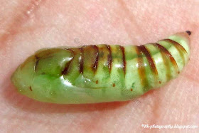 Moth Pupa