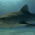 Video: '¡Salgan del agua!': desesperación por un enorme tiburón en la playa 