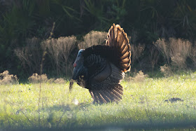 Wild Turkey - Three Lakes WMA, Florida