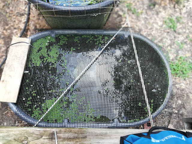 Densely Planted 50 Gallon Stock Tank With Hundreds Of Molly Fry And A Few Adults