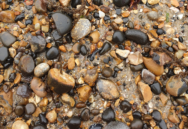 Shark's Tooth found at Herne Bay