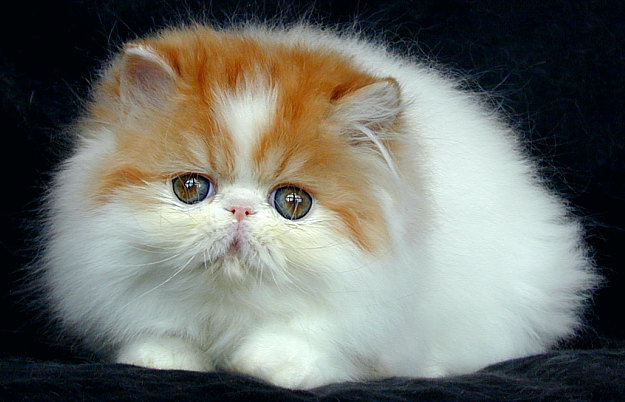 52+ Gambar Boneka Kucing Yang Lucu, Koleksi Kekinian!