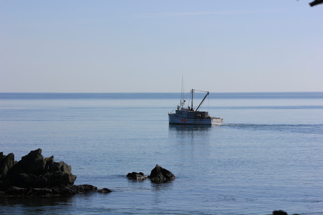 sea urchin dredging