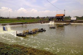 budidaya udang vaname air tawar