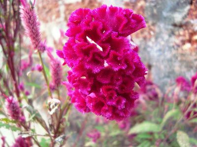 Celosia cristata Linn